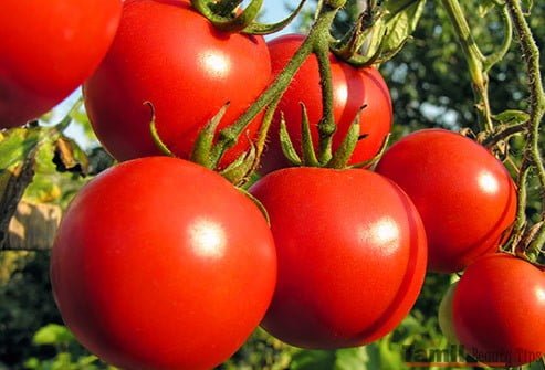 thinkstock rf tomatoes ripening on the vine