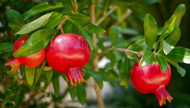 Tamil News Pomegranate leaves medicine