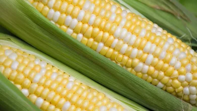 bicolor corn 090616
