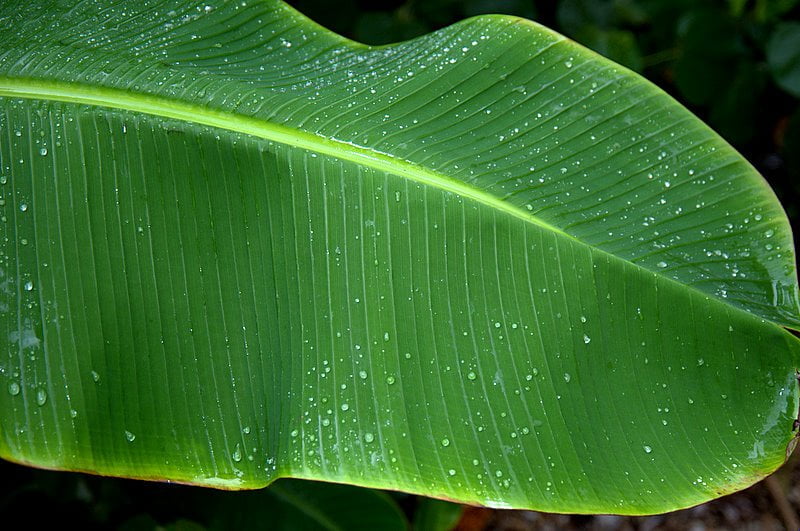 banana leaf tamizhamuthu1