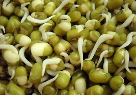Sprouted Moong Beans1