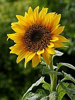 150px Sun flower 3