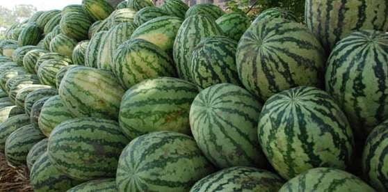 watermelon large
