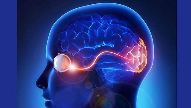 201607300840395200 Processes affecting the brain SECVPF