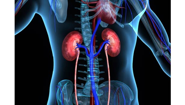 201612201345128998 Kidney damage solving process SECVPF