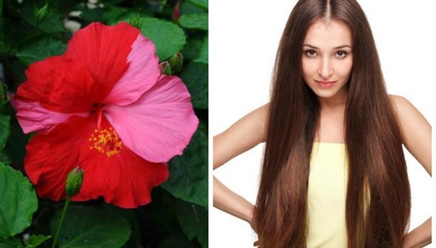 201701261440267112 hibiscus for hair growth SECVPF