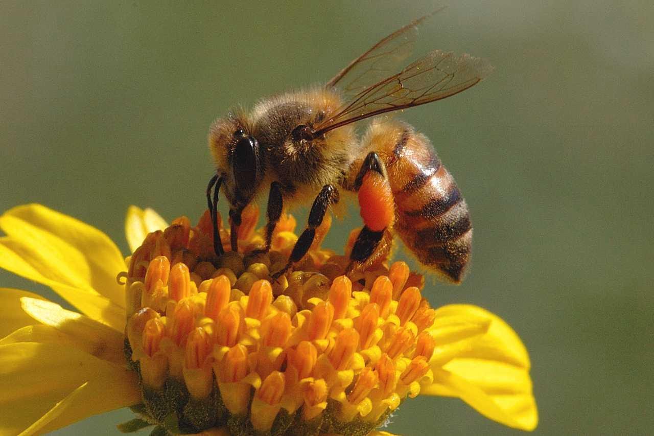 honeybee genehanson 14359