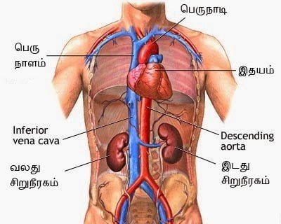kidney function2