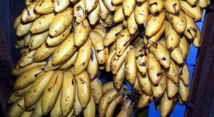 Kerala Banana Poovan Pazham 2