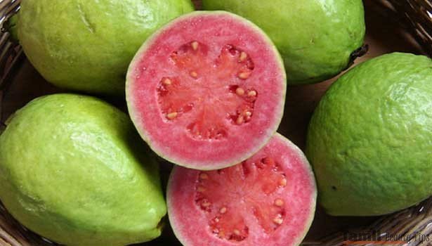 More benefits of red guava SECVPF