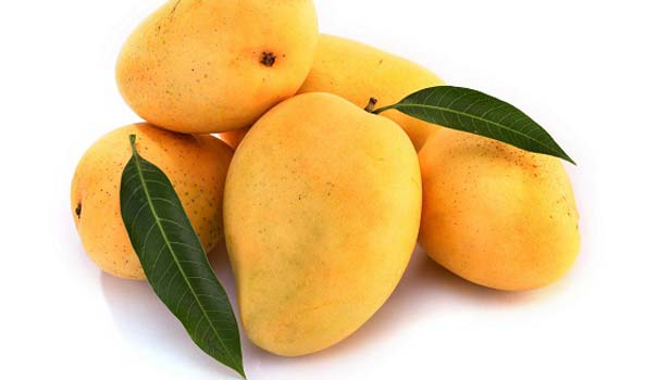 mango benefits SECVPF