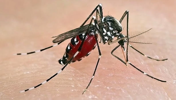 mil News Pudhucherry people suffer mosquito SECVPF