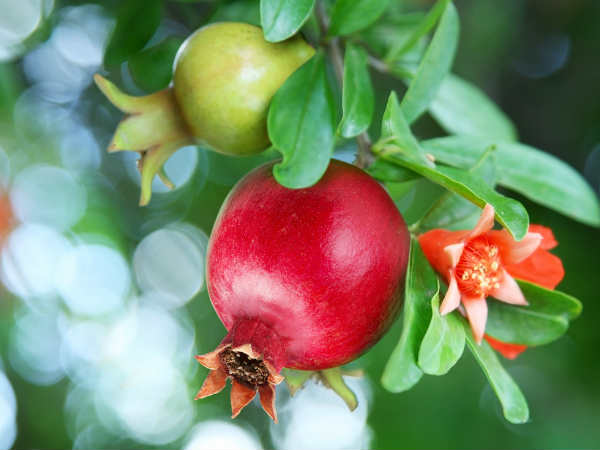 pomegranate 1