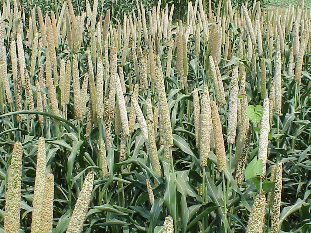 Grain millet early grain fill Tifton 7 3 02