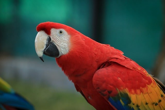 Scarlet Macaw min