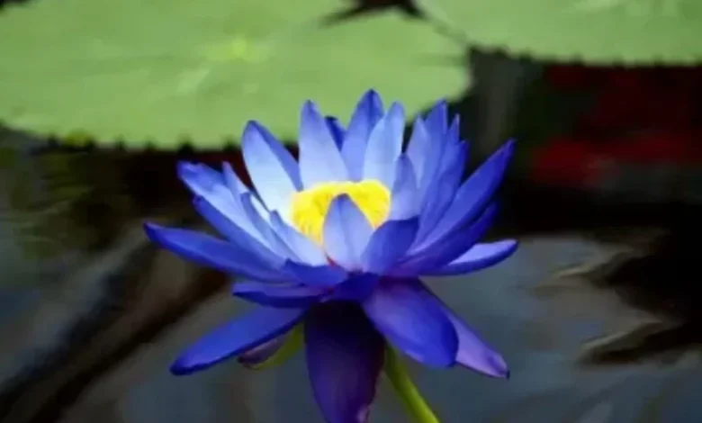 Blue Lotus Seeds