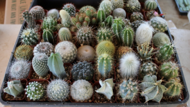 Cactus Seeds