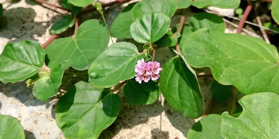 punarnava plant pink flowers