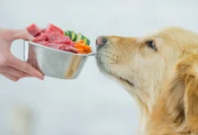 High Calorie Dog Food